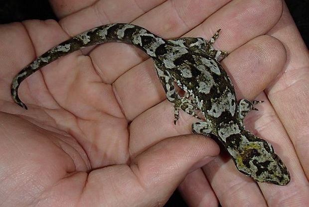 Pacific gecko