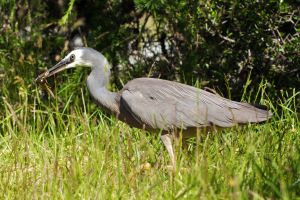 Matuku by Jorg Hempel