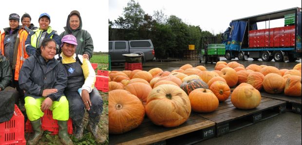 Woodhaven Gardens produce and workers