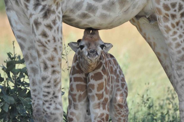 Young South African giraffe in Botswana s Okavango Delta c Julian Fenn