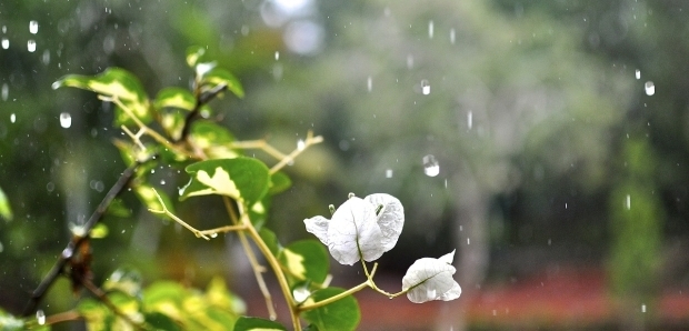 Rain