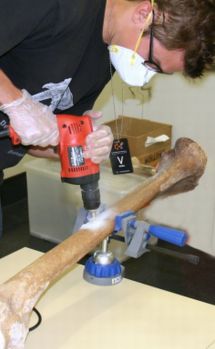 Morten Allentoft drilling a moa bone for isotope and DNA samples