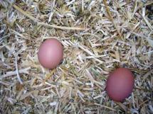 Eggs